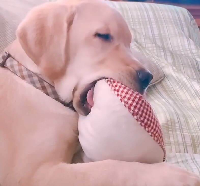 ラブラドールレトリーバー,動画