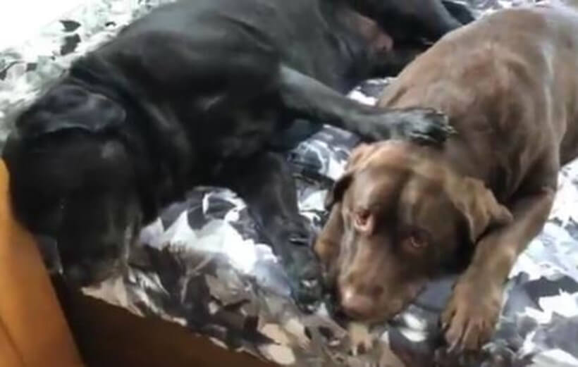 ラブラドールレトリーバー,動画