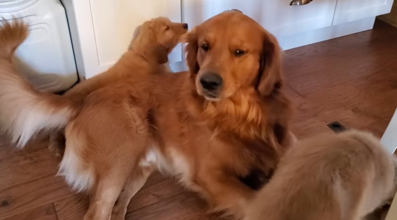 ゴールデンレトリーバー,動画