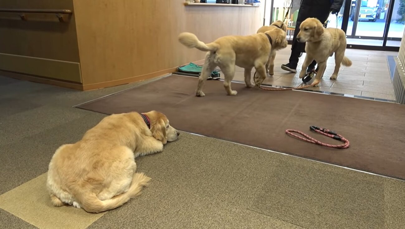 ゴールデンレトリーバー,動画