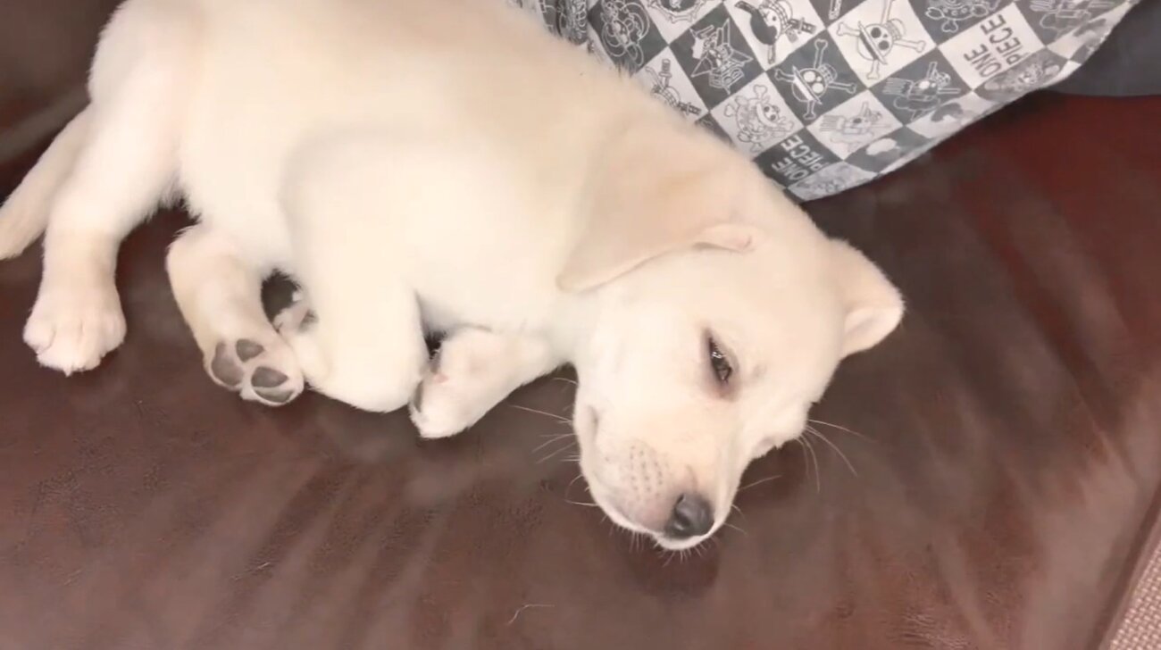 ラブラドールレトリーバー,動画