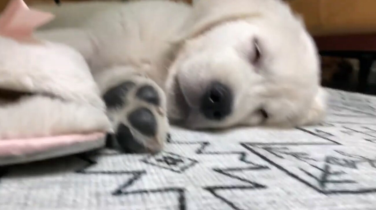 ゴールデンレトリーバー,動画