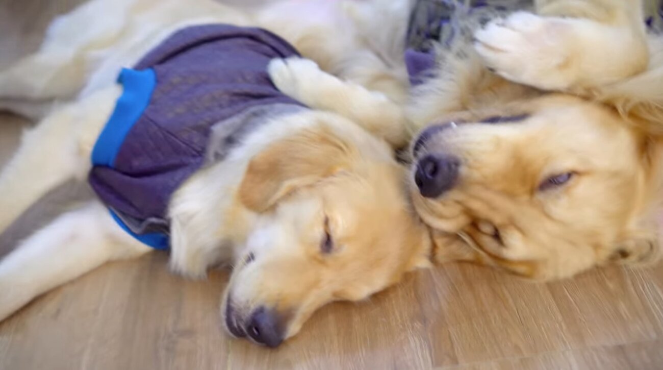 ゴールデンレトリーバー,動画