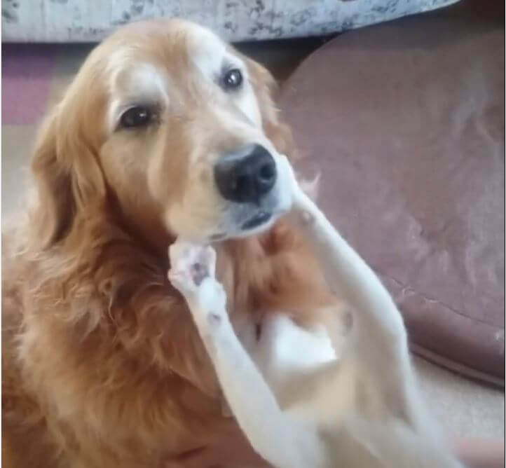 ゴールデンレトリーバー,動画