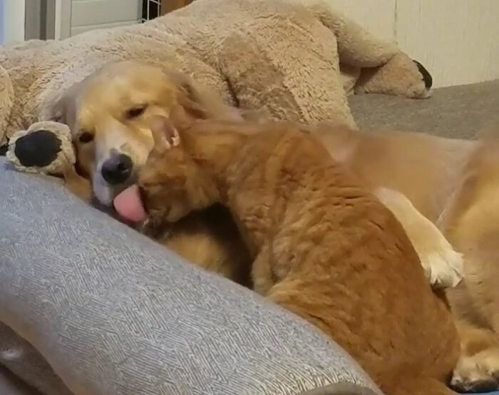 ゴールデンレトリーバー,動画