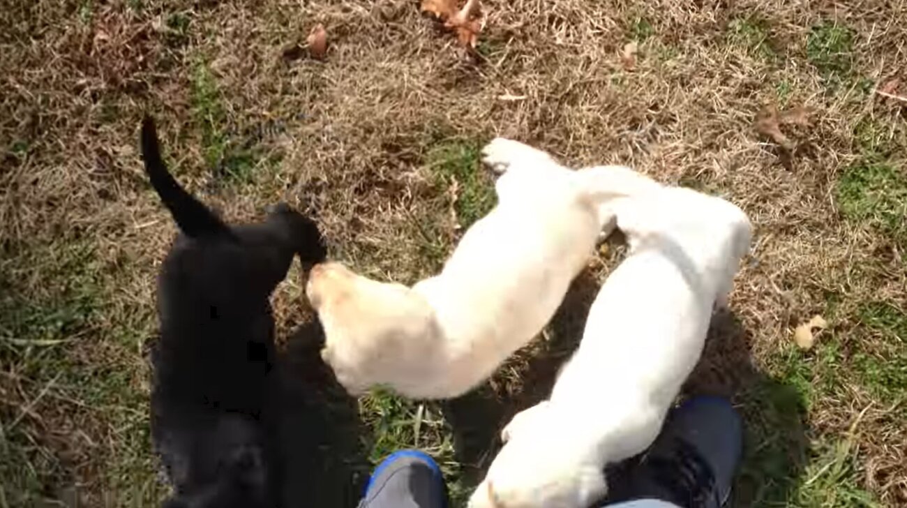 ラブラドールレトリーバー,動画