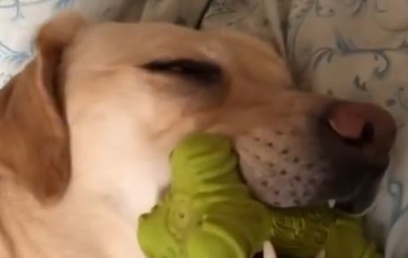 ラブラドールレトリーバー,動画