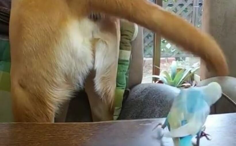 ラブラドールレトリーバー,動画