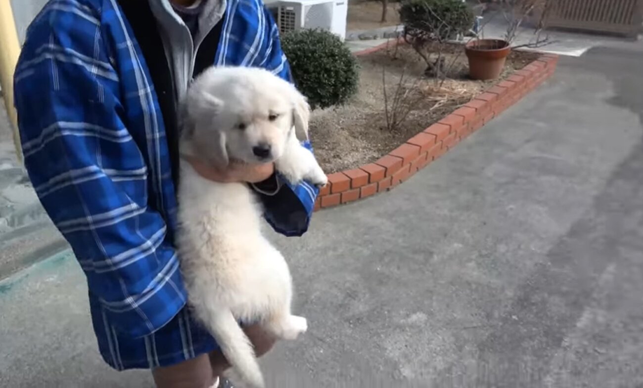 ゴールデンレトリーバー,動画