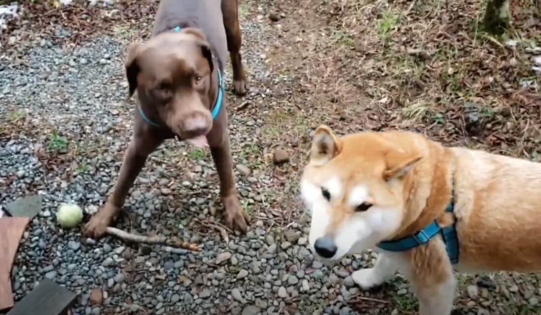 ラブラドールレトリーバー,動画