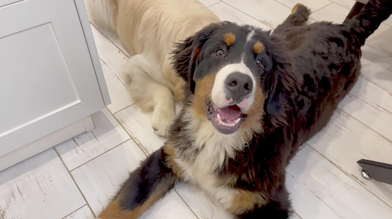 ゴールデンレトリーバー,動画