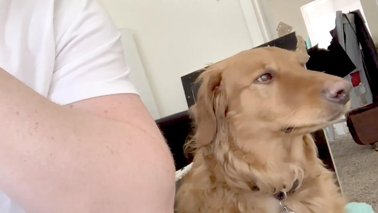 ゴールデンレトリーバー,動画