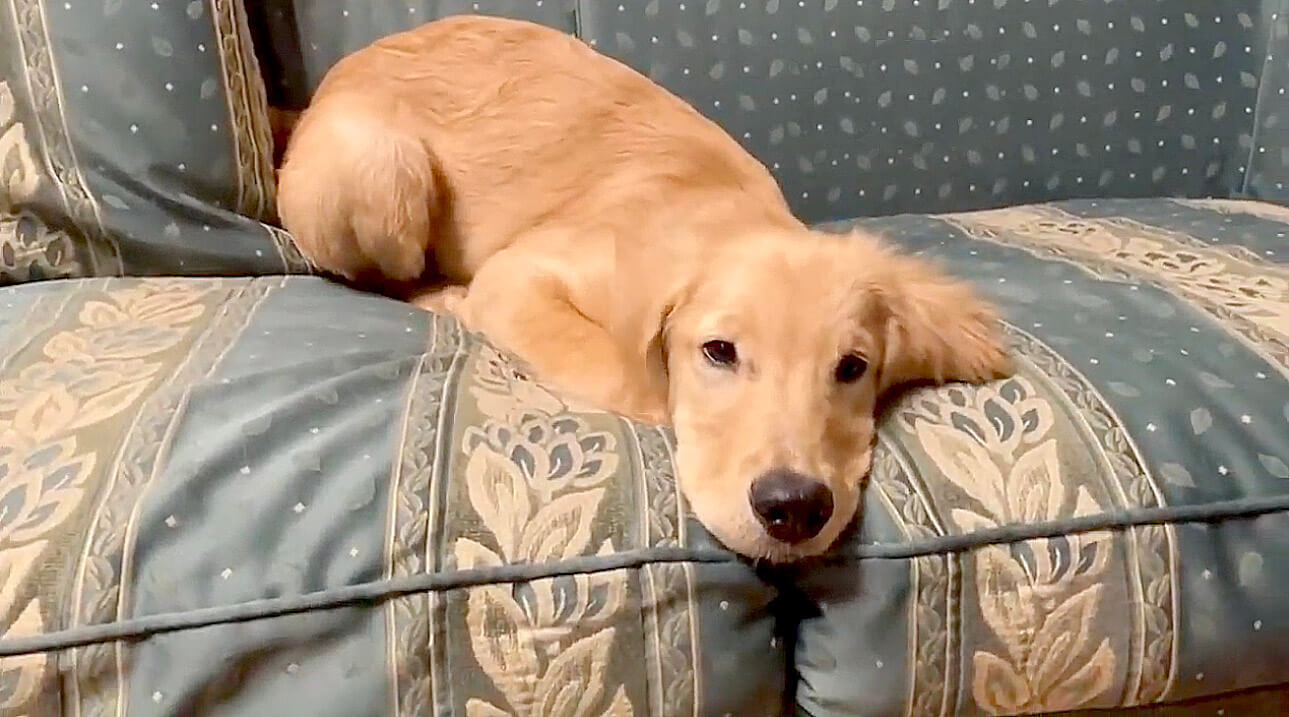 ゴールデンレトリーバー,動画