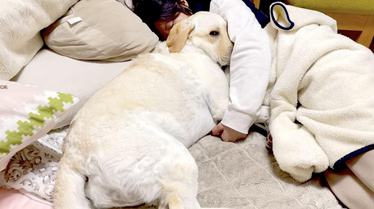 ラブラドールレトリーバー,動画