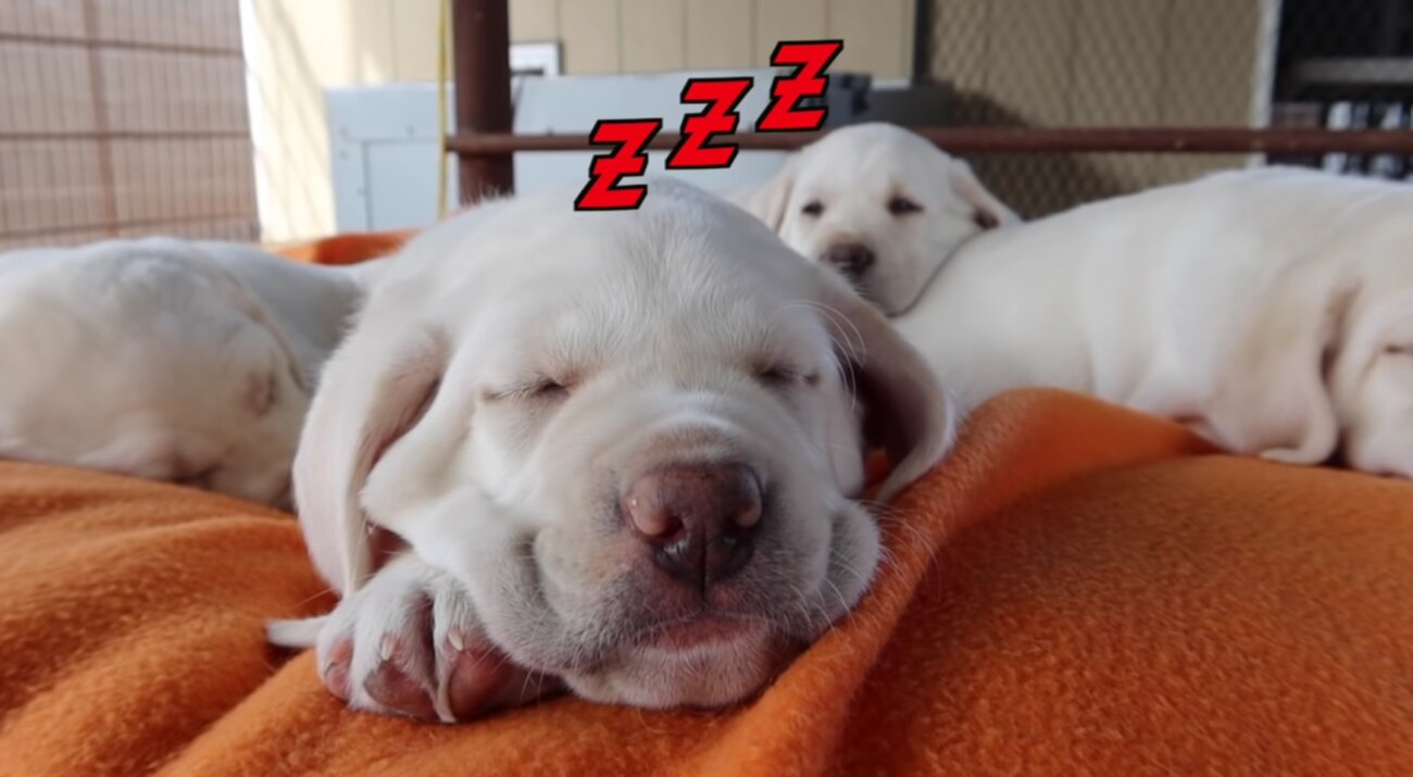 ラブラドールレトリーバー,動画