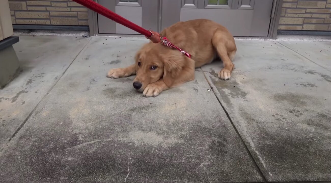 ゴールデンレトリーバー,動画