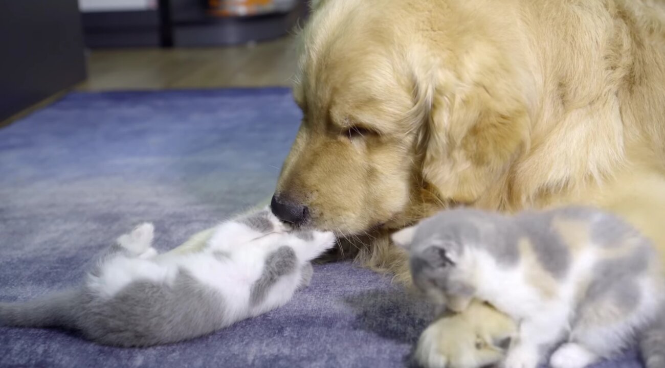 ゴールデンレトリーバー,動画