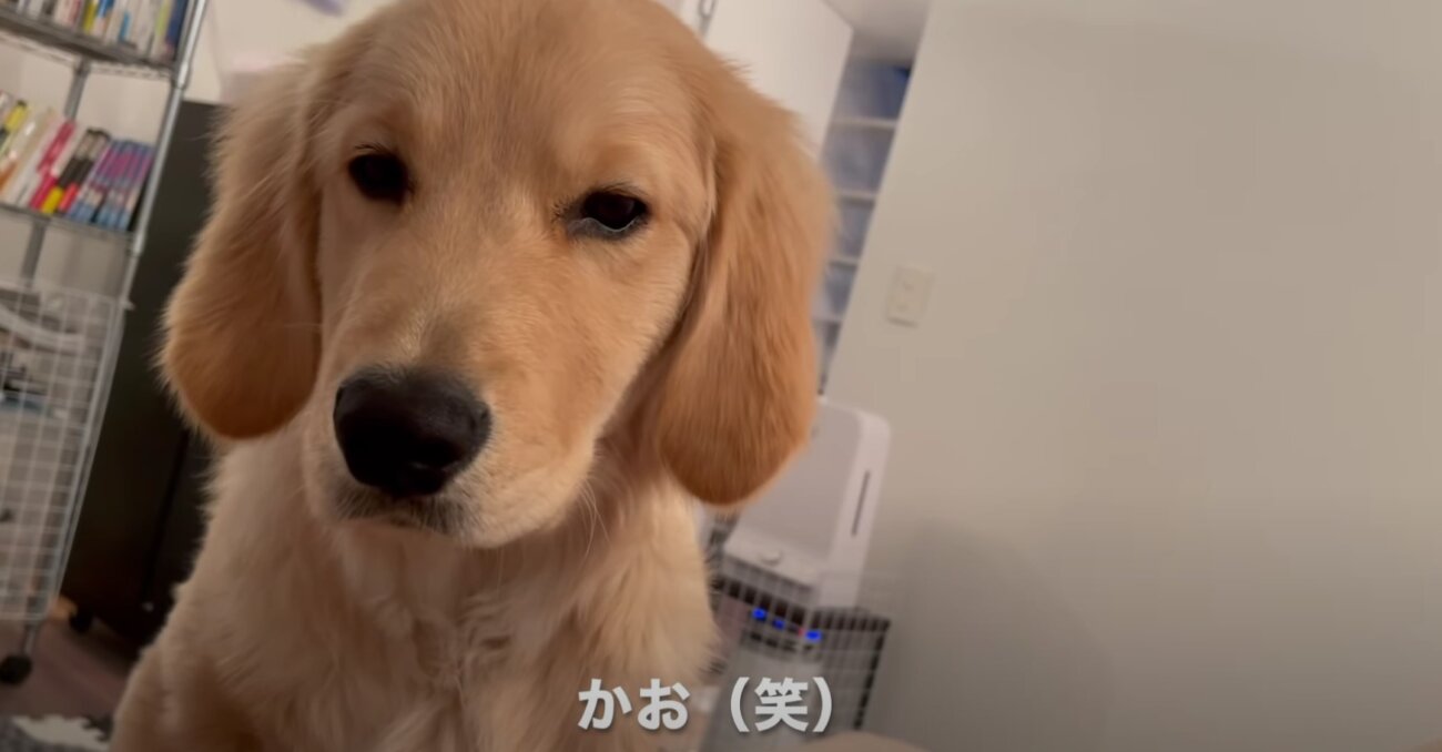 ゴールデンレトリーバー,動画