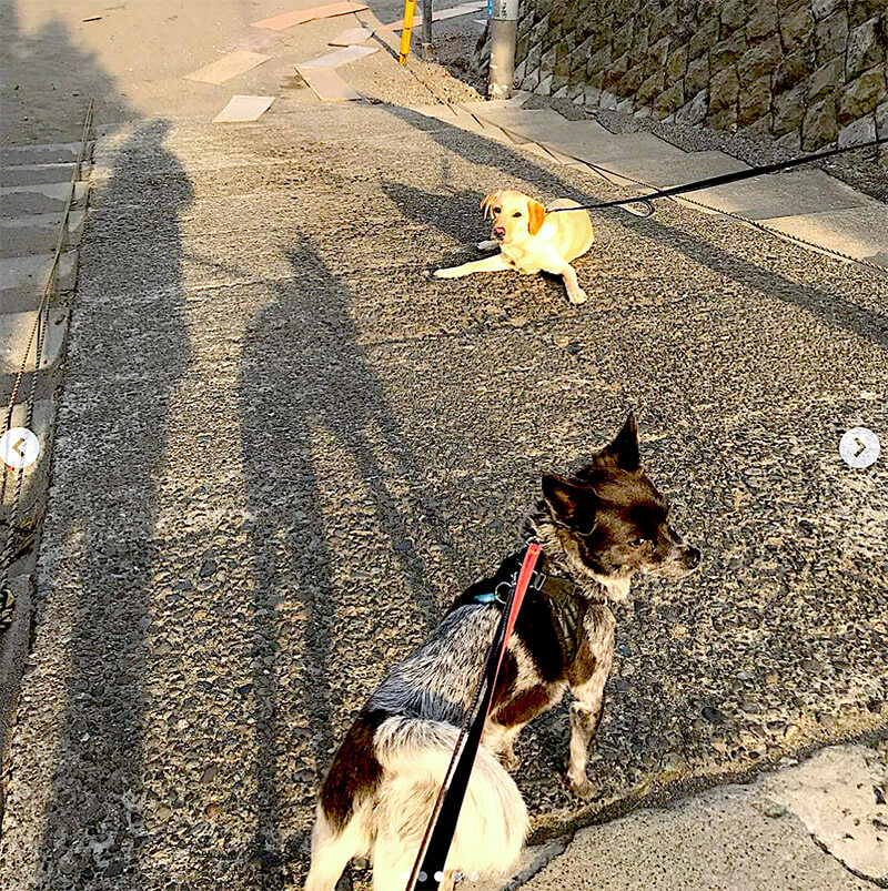 ラブラドールレトリーバー,動画