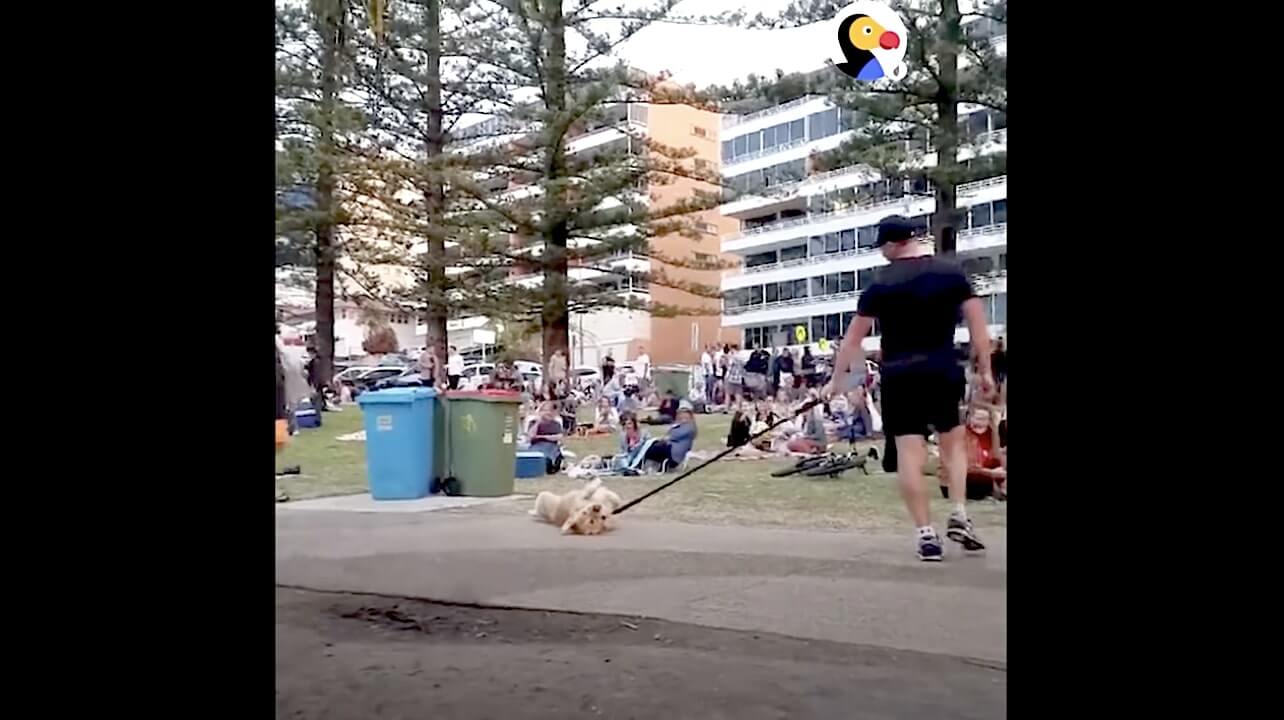 ゴールデンレトリーバー,動画