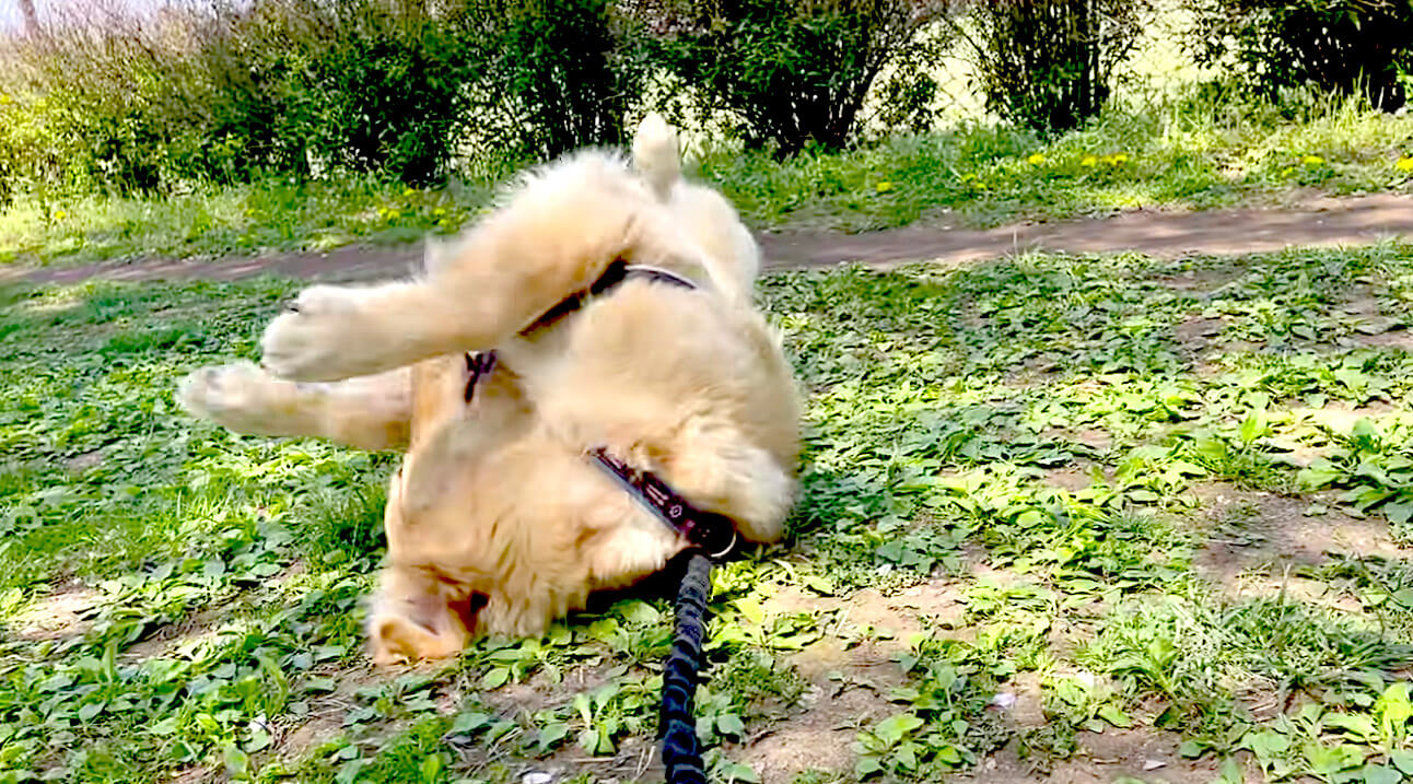 ゴールデンレトリーバー,動画