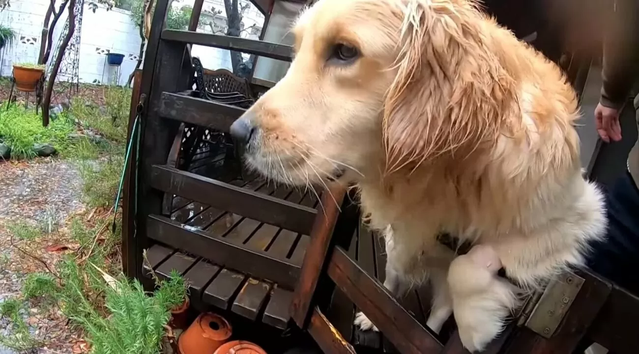 ゴールデンレトリーバー,動画