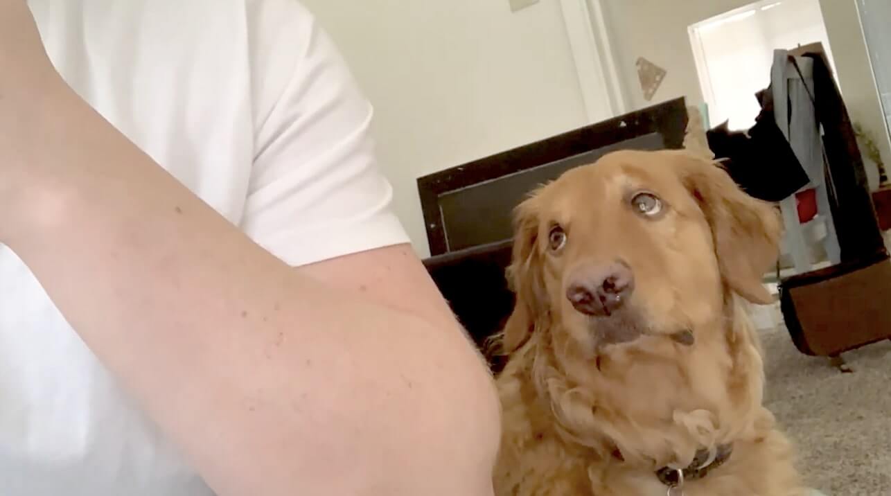 ゴールデンレトリーバー,動画