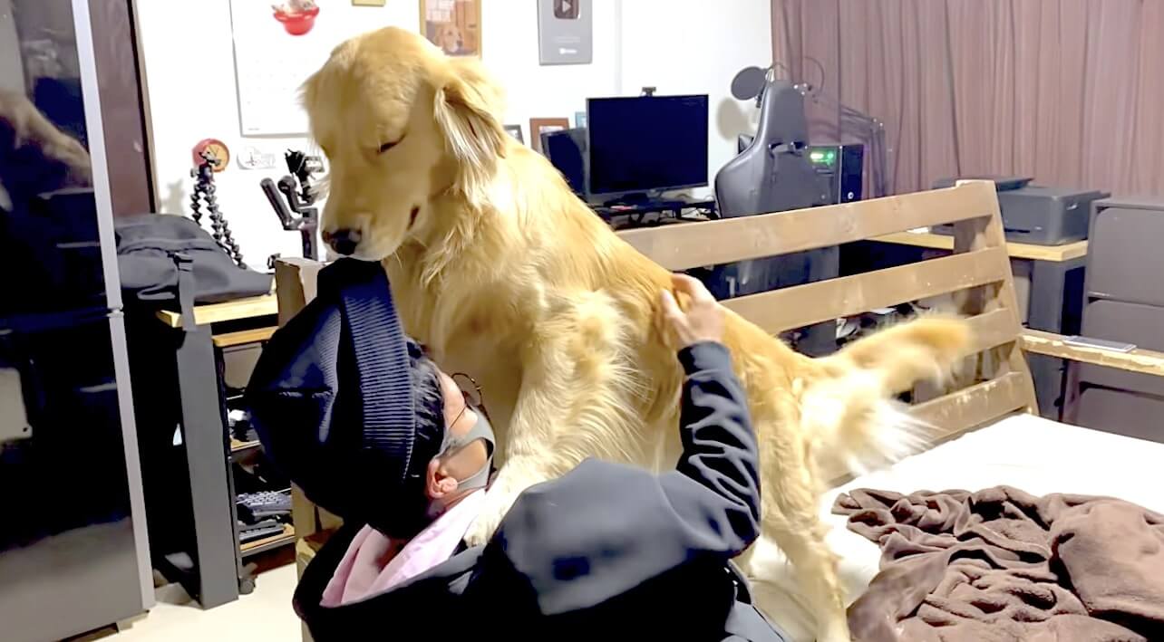 ゴールデンレトリーバー,動画