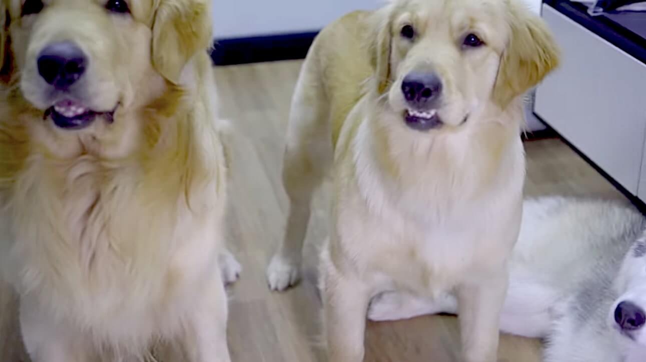 ゴールデンレトリーバー,動画