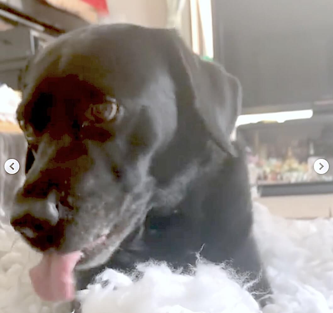 ラブラドールレトリーバー,動画