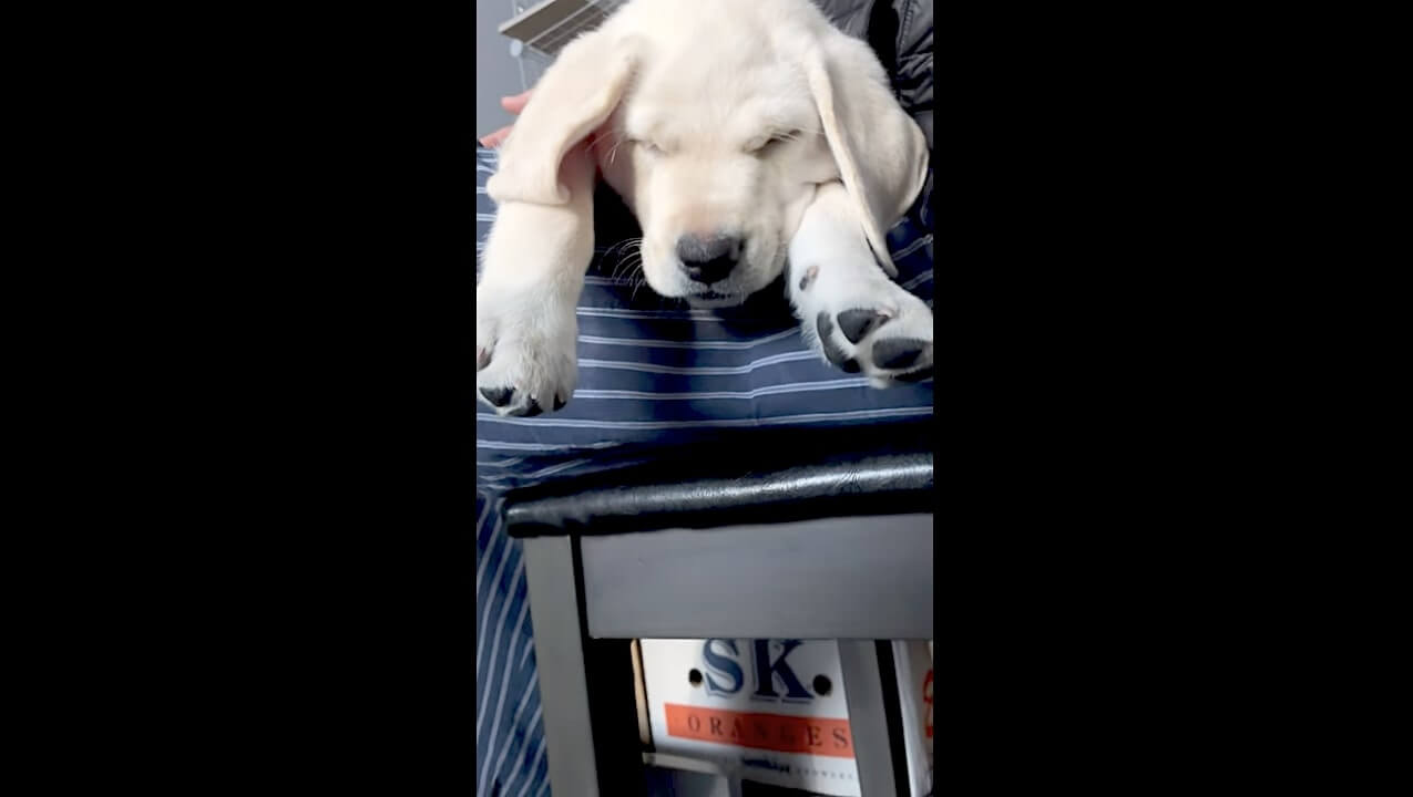 ラブラドールレトリーバー,動画