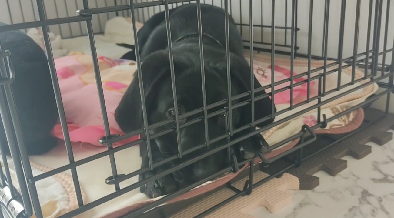 ラブラドールレトリーバー,動画