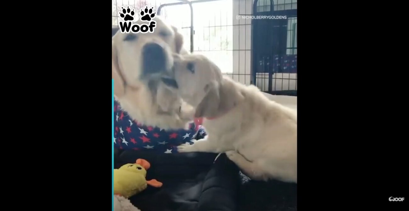 ゴールデンレトリーバー,動画