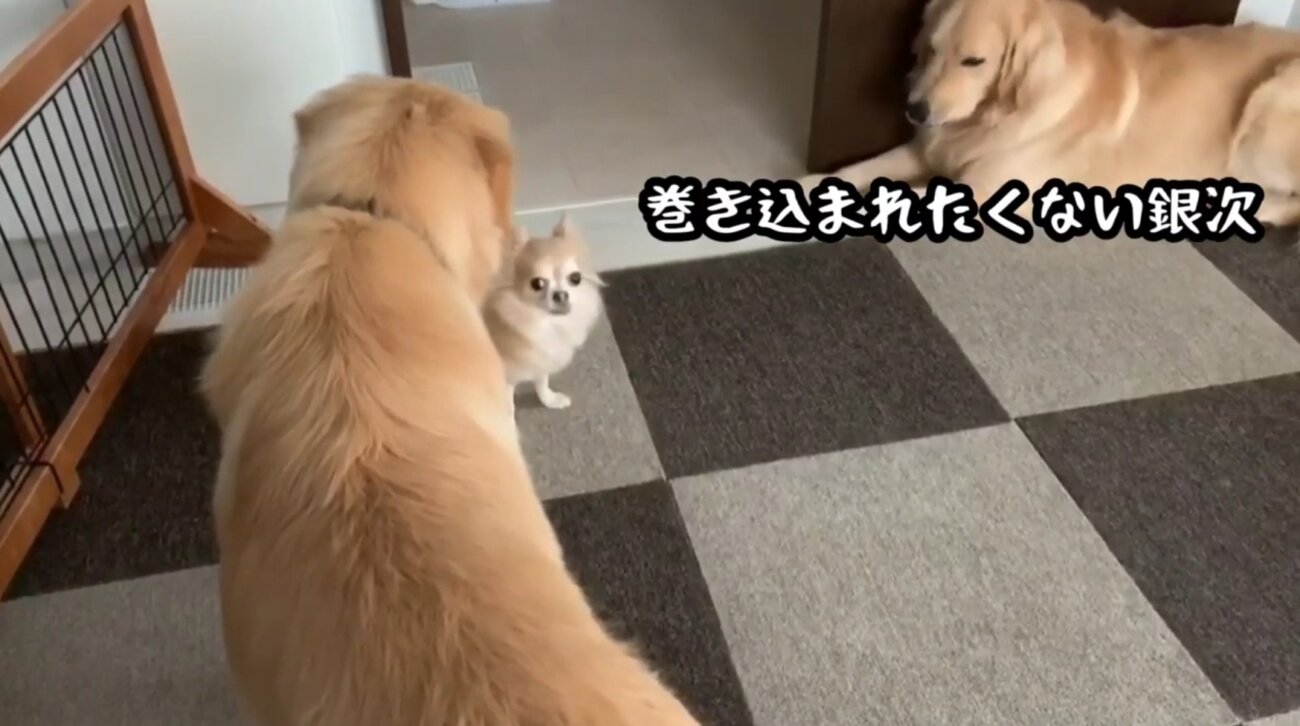 ゴールデンレトリーバー,動画