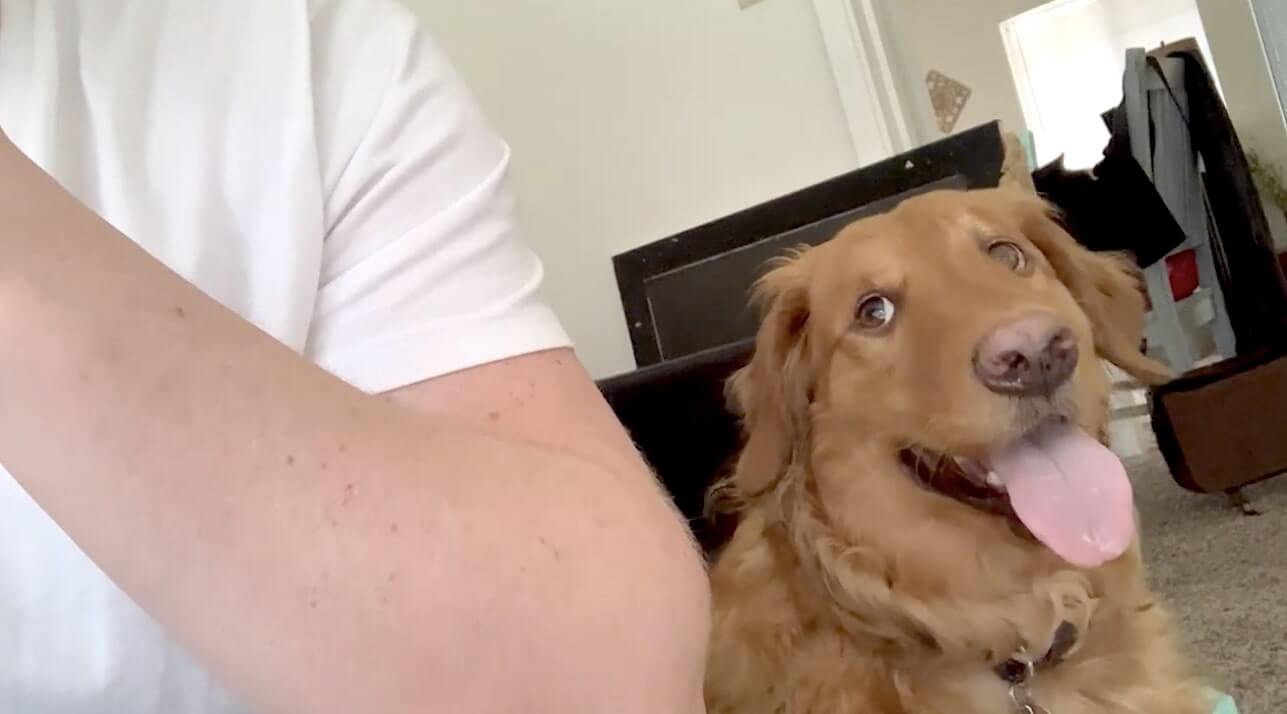 ゴールデンレトリーバー,動画