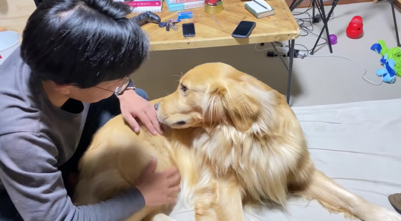 ゴールデンレトリーバー,動画