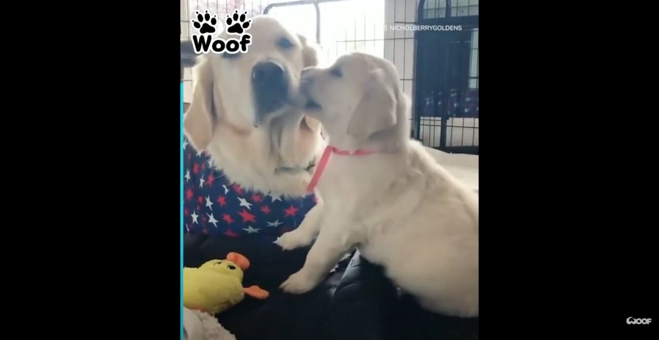 ゴールデンレトリーバー,動画