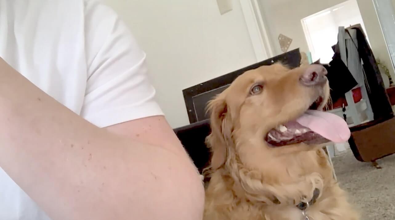 ゴールデンレトリーバー,動画