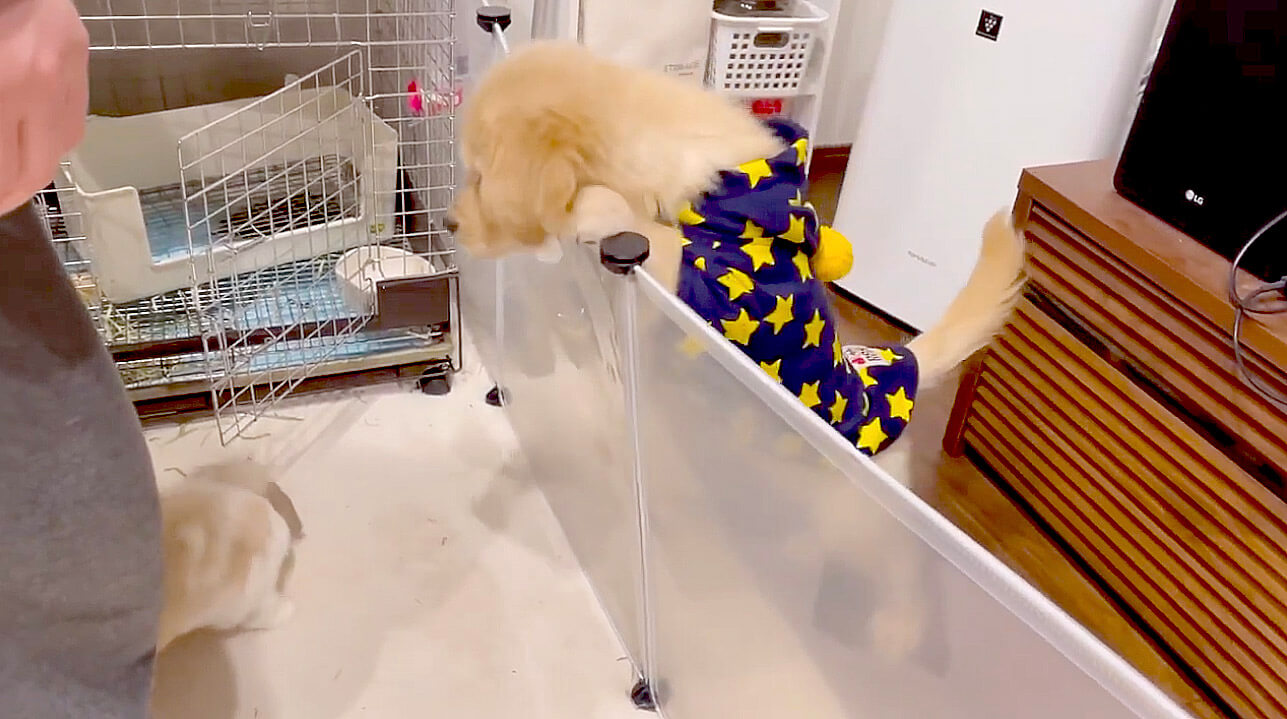 ゴールデンレトリーバー,動画