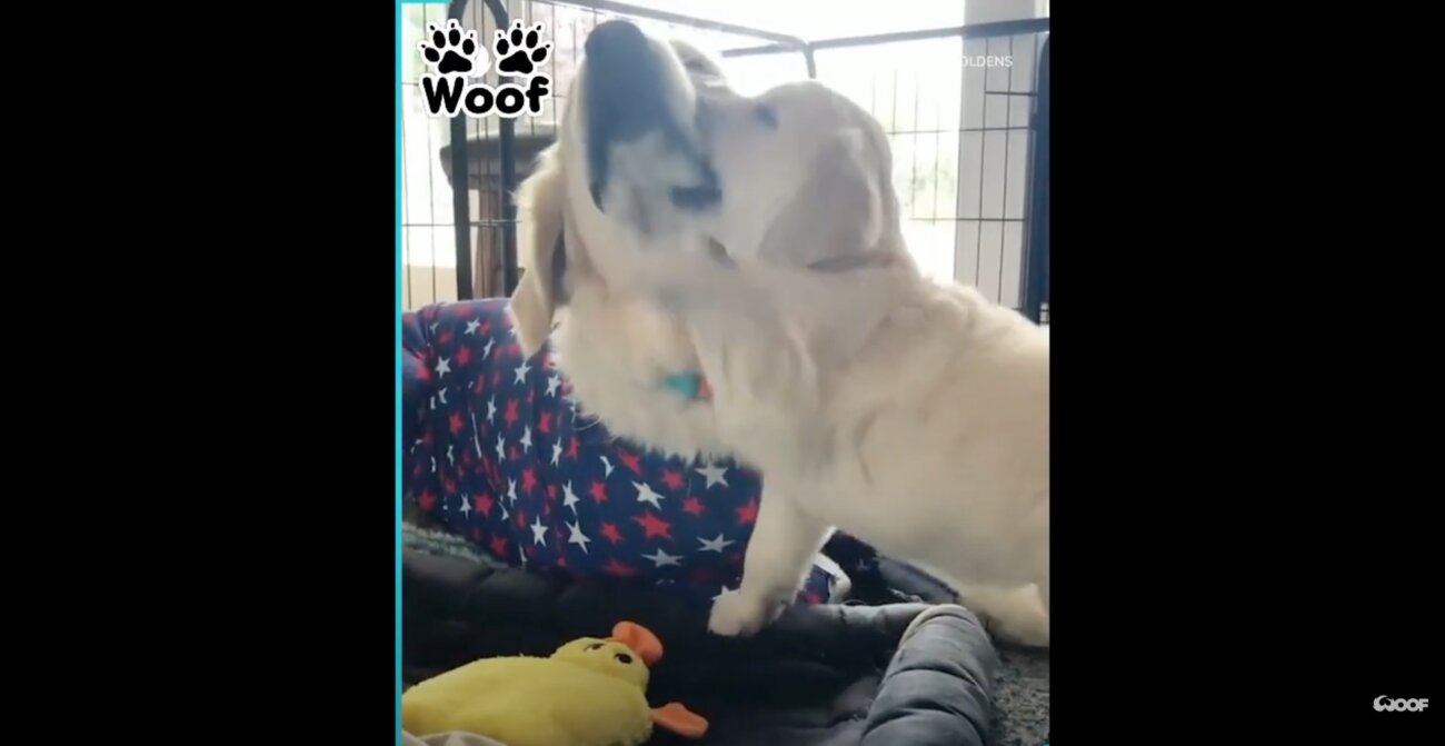 ゴールデンレトリーバー,動画