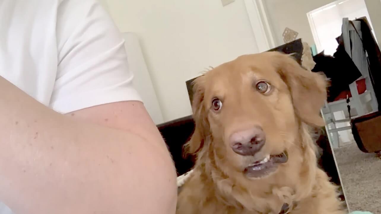 ゴールデンレトリーバー,動画