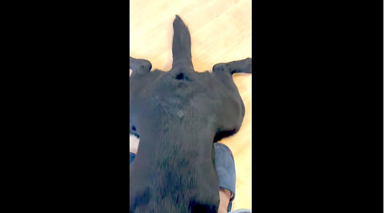 ラブラドールレトリーバー,動画