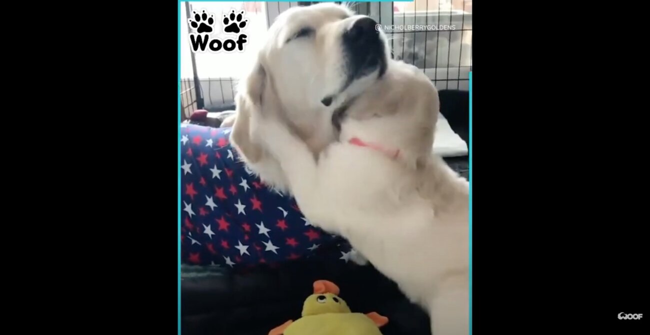 ゴールデンレトリーバー,動画