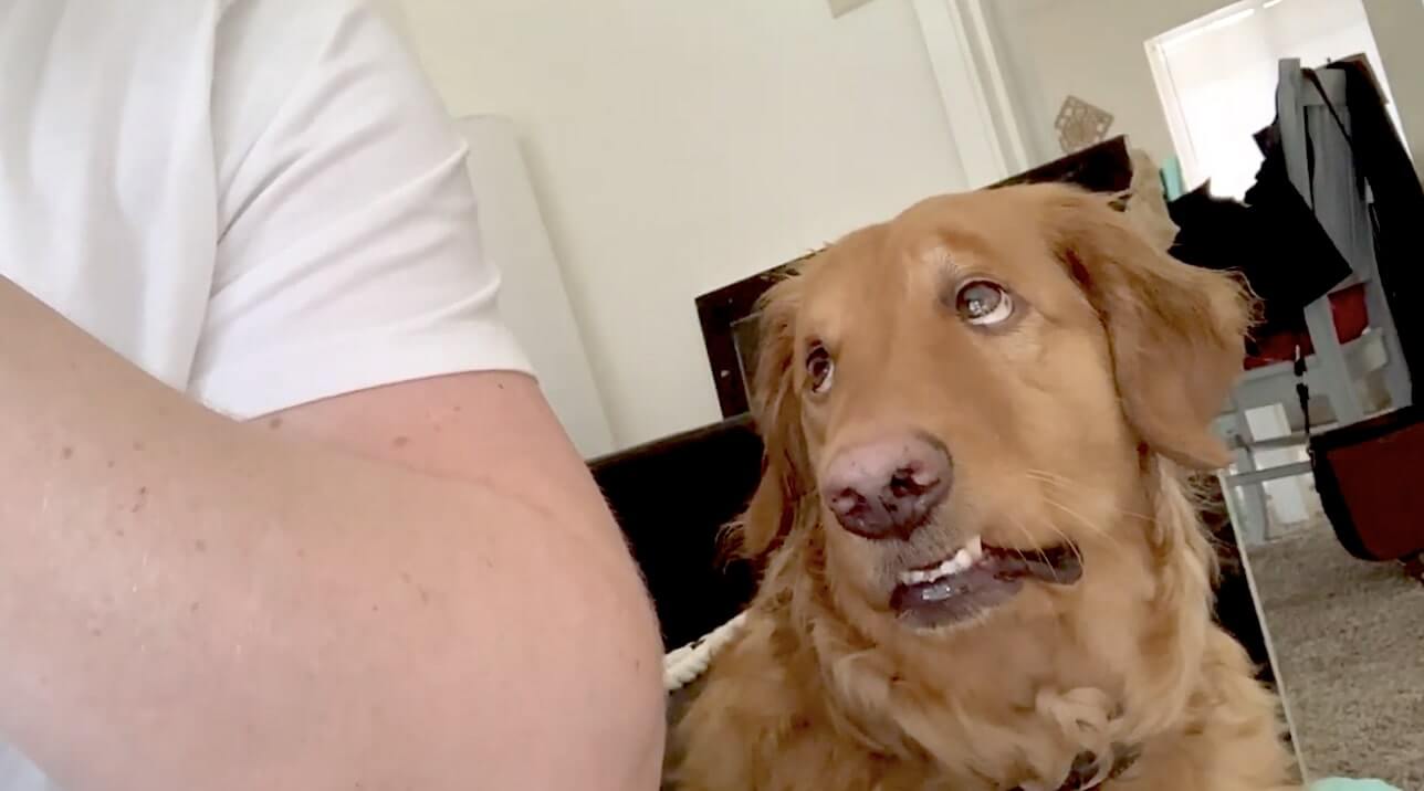 ゴールデンレトリーバー,動画