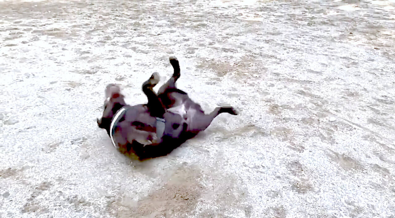 ラブラドールレトリーバー,動画