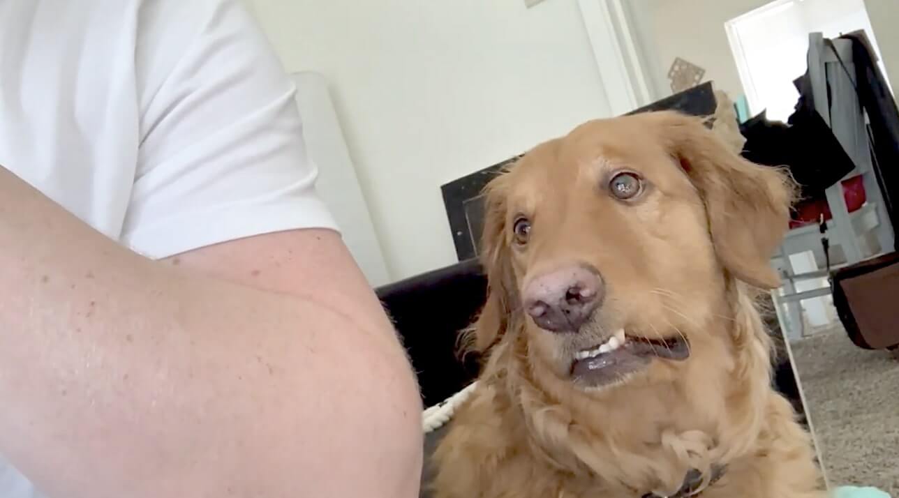 ゴールデンレトリーバー,動画