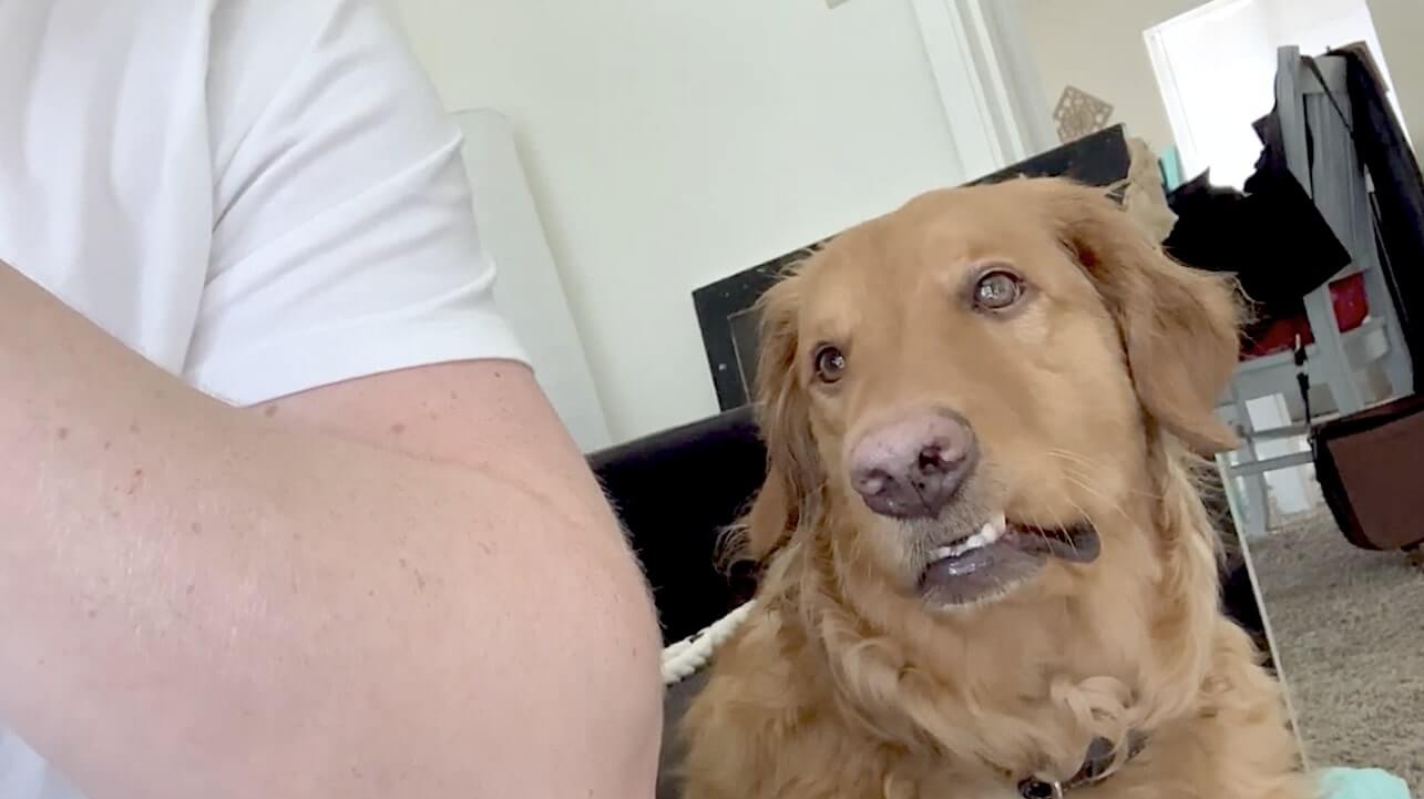 ゴールデンレトリーバー,動画