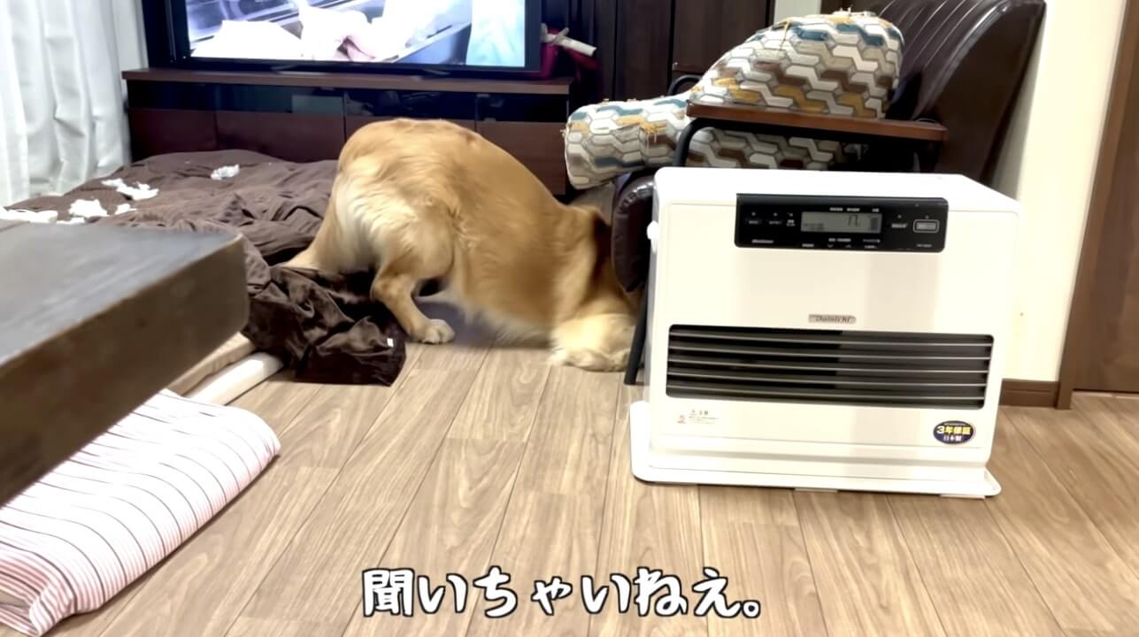 ゴールデンレトリーバー,動画