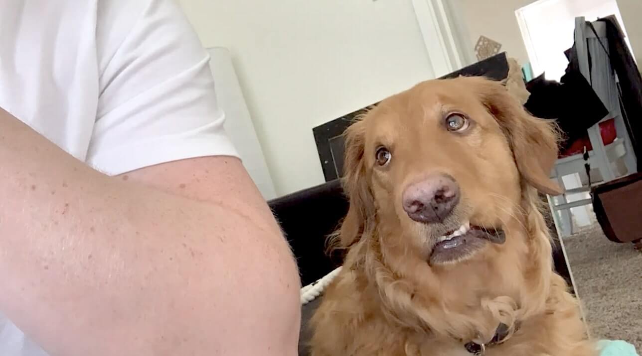 ゴールデンレトリーバー,動画