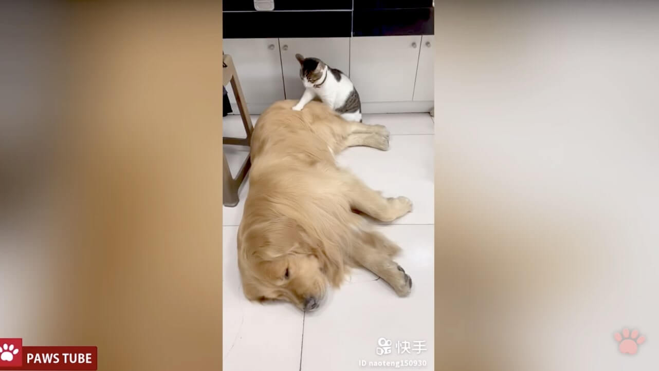 ゴールデンレトリーバー,動画